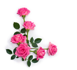 Wall Mural - Pink flowers roses on a white background with space for text. Top view, flat lay