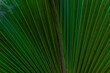© AlexTow - palm leaf background close up