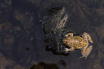 Wall Mural - crab eating frog or mangrove frog fejervarya cancrivora on the river wildlife