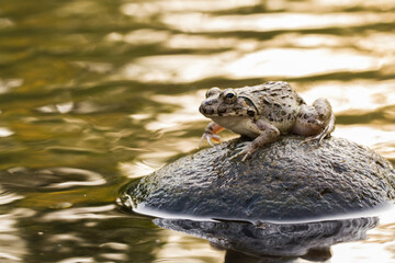 Wall Mural - crab eating frog or mangrove frog fejervarya cancrivora on the river wildlife