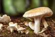 Pilze im Unterholz im Wald Fantasiepilze Illustration 3D