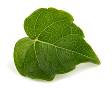 Boston Ivy Leaf