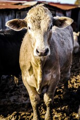 cow on the farm