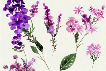 Wall Mural - Bouquet with Verbena, pink wildflower on white background, watercolor illustration, floral clipart,