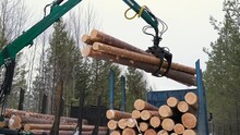 A crane transfers felled logs for the logging industry from one pile of harvested wood material to another. The vehicle uses a crane to move the wood into the pile. Forestry. Wood production in winter