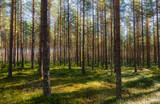 Fototapeta Na ścianę - Pine tree forest landscape. Forest therapy and stress relief