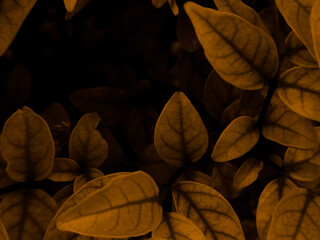 Wall Mural - Beautiful abstract black yellow flowers on black background, gold flower frame,brown leaves texture, dark background, orange love banner, brown yellow background, flowers for Christmas  valentines 