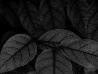 Wall Mural - Beautiful abstract color black flowers on black background, dark leaves texture, gray background, white leaves, black leaves texture, flowers for Christmas and valentines celebrations 