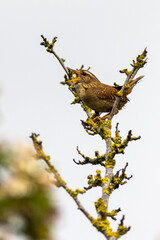 Wall Mural - Wren (Troglodytes troglodytes)