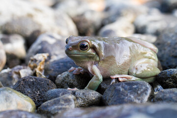 dumpy tree frog or white's tree frog on the wildlife