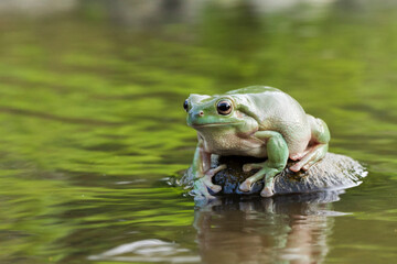 Wall Mural - dumpy tree frog or white's tree frog on the wildlife