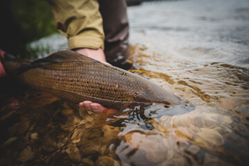 Portrait of a grayling fly fishing
