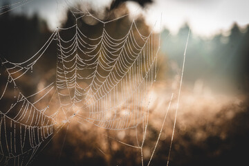 Spider web in the morning dew
