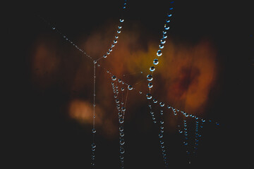 Spider web in the morning dew	