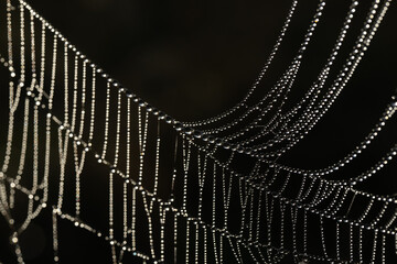 spider web in the morning dew