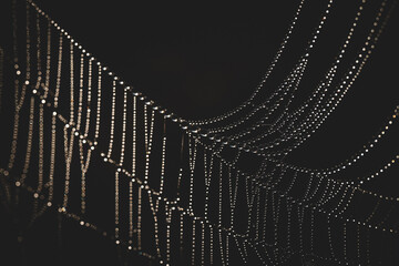 Spider web in the morning dew
