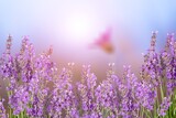 Fototapeta Na drzwi - Beautiful sunny meadow with colored lavender