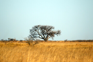 tree in the africa