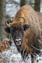 Wall Mural - European bison - Bison bonasus in the Knyszyn Forest (Poland)