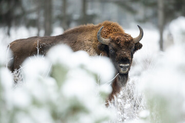 Wall Mural - European bison - Bison bonasus in the Knyszyn Forest (Poland)