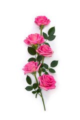 Wall Mural - pink flowers roses on a white background with space for text. top view, flat lay