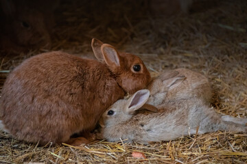 Canvas Print - Mother rabbit with bunnies. 29 day old rabbits