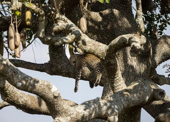 Poster - Adult leopard resting on a tree in the Tanzania Safari Wildlife in Africa