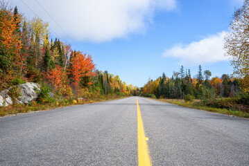 Wall Mural - Straight stretch of a forest road on a sunny autumn morning. Stunning autumn colours.