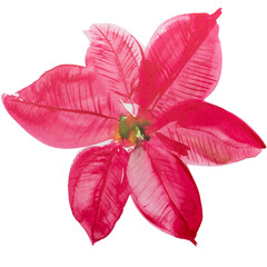 Wall Mural - Pink watercolor poinsettia bloom png