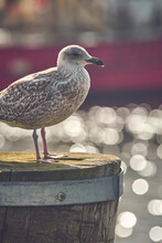 Seagull Standing On Pole In Harbor. High Quality Photo