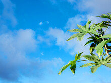 Green Ricinus Leaves On A Left Side Of An Image Against A Blue Sky With Small Clouds Photographed From Below