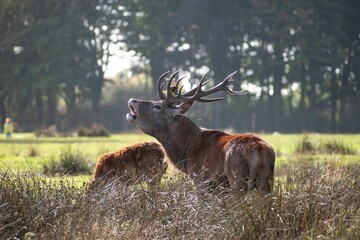 Wall Mural - Scenic view of a Red deer with its fawn in the field with a background of a forest