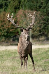 Wall Mural - Vertical shot of a Red deer standing in the field with a background of a forest