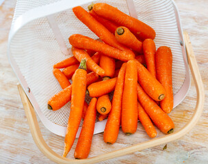 Wall Mural - Raw unpeeled carrots in plastic bucket on wooden table