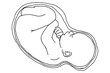 Baby Fetus Vector