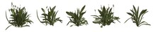 Set Of Weeds Bushes Isolated. Ribwort Plantain. Plantago Lanceolata. 3D Illustration