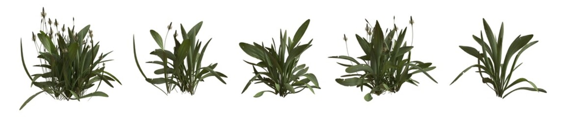 Set of weeds bushes isolated. Ribwort plantain. Plantago lanceolata. 3D illustration