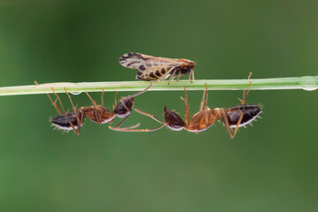 Wall Mural - Close up of two ants and a hopper perching together in the same grass branch with bokeh background 
