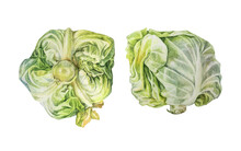 Set Watercolor Head Cabbage Isolated On White Background. Hand-drawn Vegetable Meal For Vegan Or Vegetarian. Ingredient For Cooking Salad. Clipart For Cookbook Kitchen Or Cafe Menu. Wallpaper