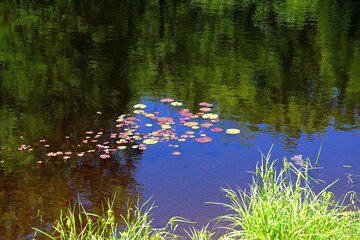 Wall Mural - Adirondack Park, New York: Blue sky reflected in a pond with red and yellow lily pads near the town of Inlet, NY.