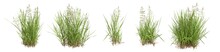 Set Of Grass Bushes Isolated. Creeping Bentgrass. Agrostis Stolonifera. 3D Illustration