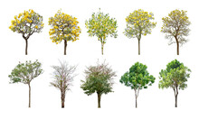 Collection Trees And Bonsai Green Leaves. Total 10 Trees. The Ratchaphruek Tree Is Blooming Bright Yellow. (png)