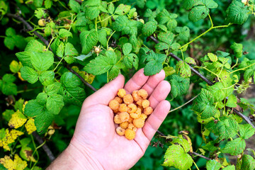 yellow raspberries on the girl's hand