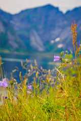 Wall Mural - Meadow with violet flowers. Spring or summer time.