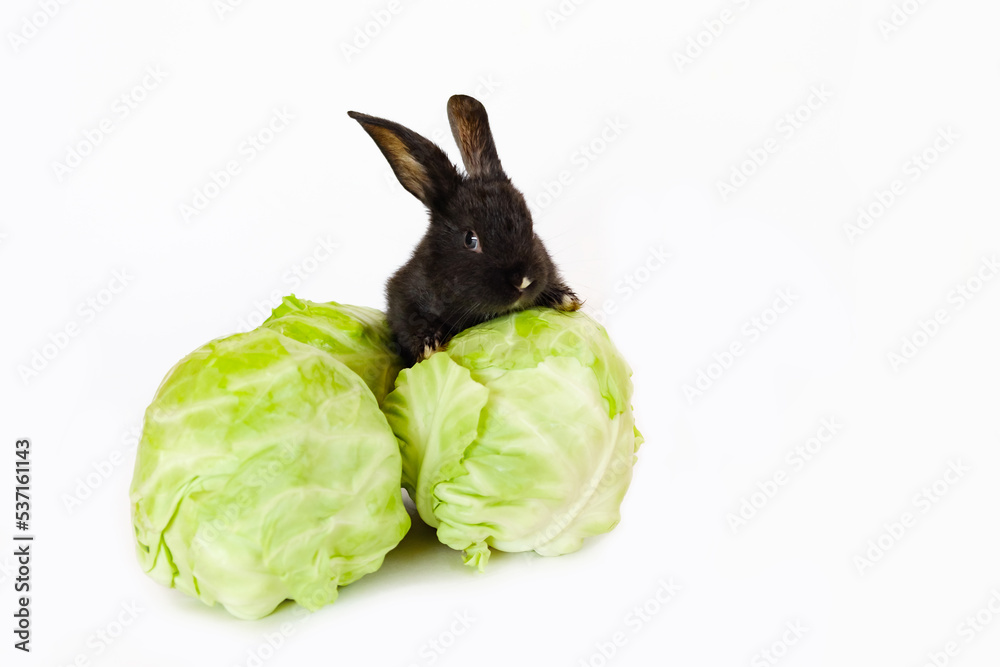 Cabbage Rabbit Hare Foto de Stock Little black rabbit sits on the cabbage head isolated on ...