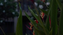 A Close Up Shot Of A Blooming Bromeliad, Green Plant And Red Flower, Goa Resort, India. 4K