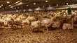 Young broilers in grow out house of chicken farm.