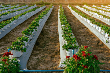 Wall Mural - Valves drip irrigation system in organic strawberry farm. Watering plants system in garden. Sprinkler watering valve for watering young strawberry tree to freshness and growth. Agriculture Technology.