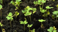 Growing Plants Life Growth Nature Timelapse Organic Earth Botanic Flora