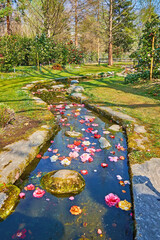 Poster - Camellia flowers in creek, Camellia Park of Locarno, Switzerland